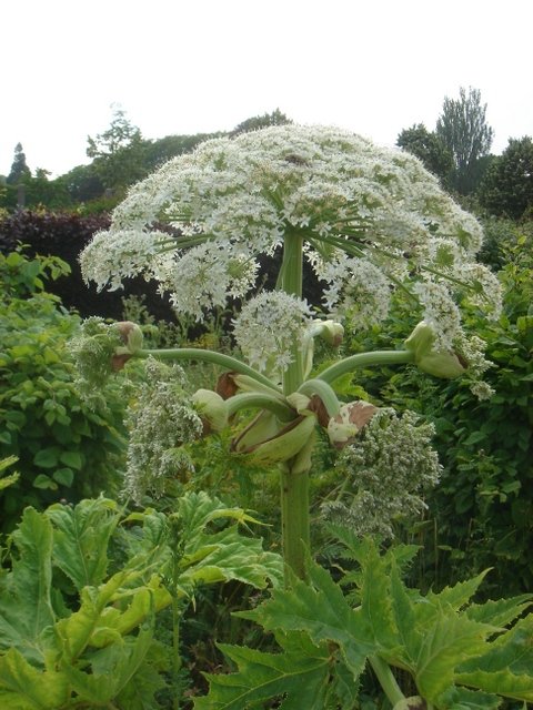 Heracleum mantegazianum